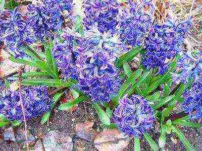 hyacinths the best varieties