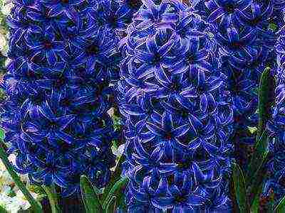 hyacinths the best varieties