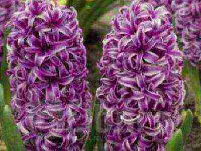 hyacinths the best varieties