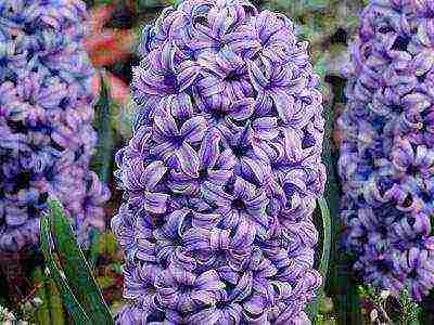 hyacinths the best varieties