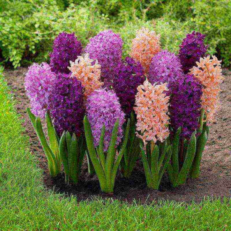 hyacinths ang pinakamahusay na mga pagkakaiba-iba