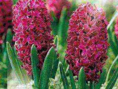 hyacinths the best varieties