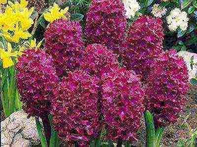 hyacinths the best varieties