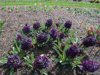 hyacinths the best varieties