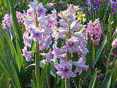 hyacinths the best varieties