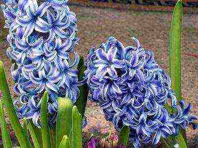 hyacinths ang pinakamahusay na mga pagkakaiba-iba