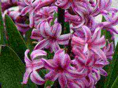 hyacinths the best varieties
