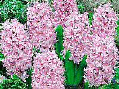 hyacinths ang pinakamahusay na mga pagkakaiba-iba