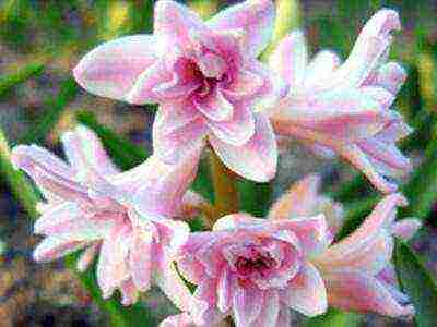 hyacinths the best varieties