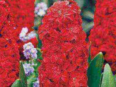 hyacinths the best varieties