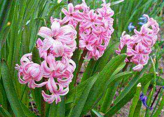 hyacinths the best varieties