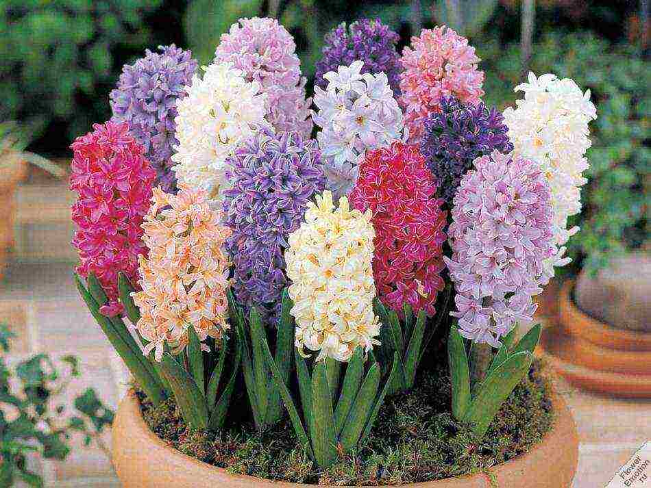 hyacinths ang pinakamahusay na mga pagkakaiba-iba