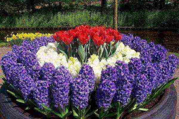 hyacinths the best varieties