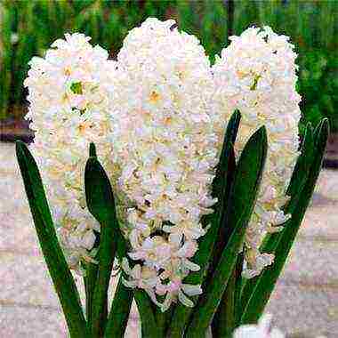 hyacinths ang pinakamahusay na mga pagkakaiba-iba