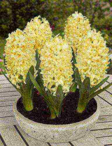 hyacinths the best varieties