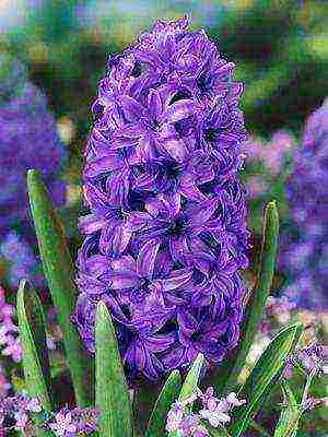 hyacinths the best varieties