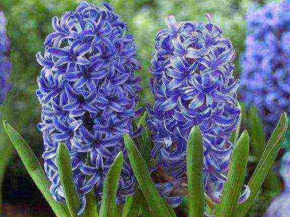 hyacinths the best varieties