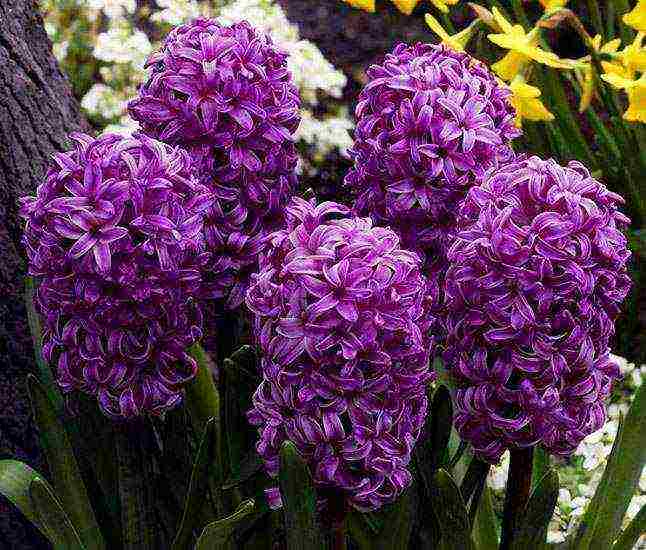 hyacinths the best varieties