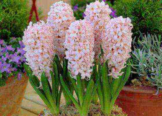 hyacinths the best varieties