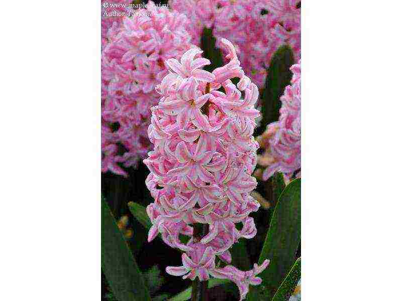 hyacinths the best varieties