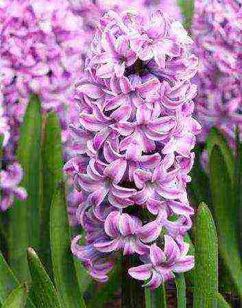 hyacinths the best varieties