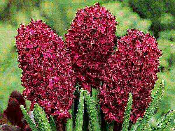 hyacinths the best varieties