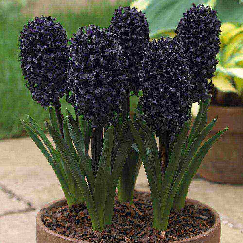 hyacinths ang pinakamahusay na mga pagkakaiba-iba