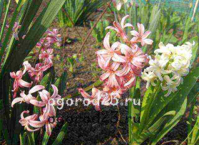 hyacinths planting and care in the open field in the fall in Krasnodar