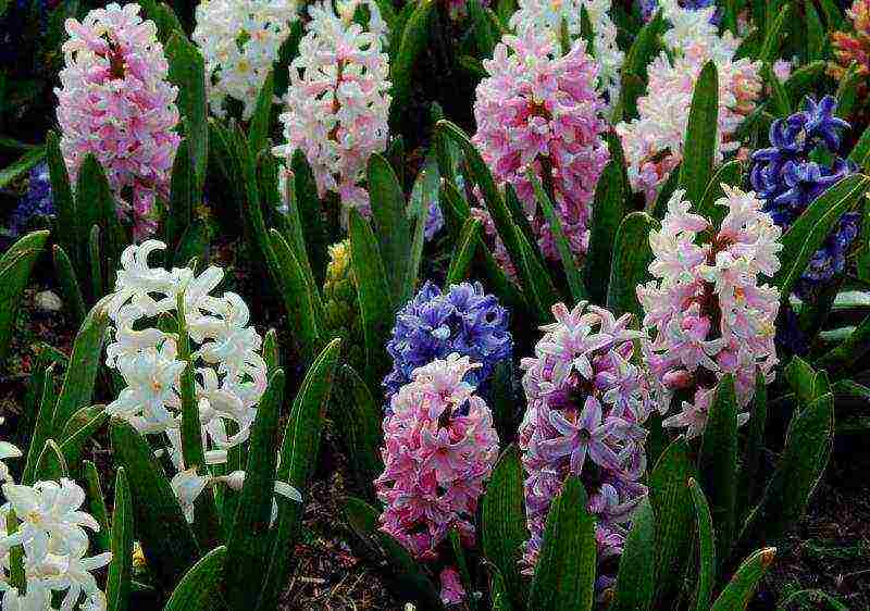 ang mga hyacinth ay nagtatanim at nangangalaga sa bukas na bukid sa taglagas sa Krasnodar