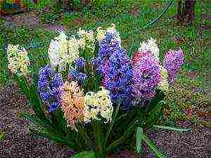 hyacinths planting and care in the open field in the fall in Krasnodar