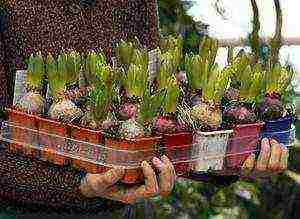 hyacinths planting and care in the open field in the fall in Krasnodar