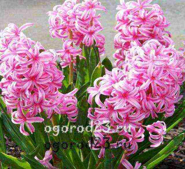 hyacinths planting and care in the open field in the fall in Krasnodar