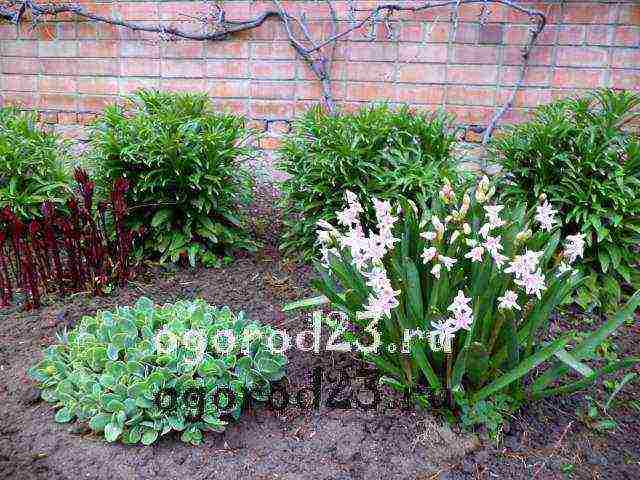 ang mga hyacinth ay nagtatanim at nangangalaga sa bukas na bukid sa taglagas sa Krasnodar