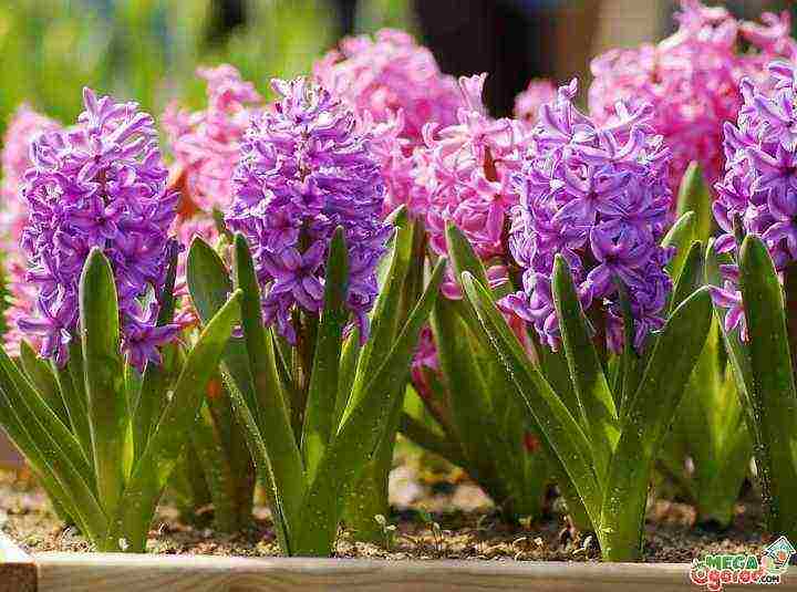 ang mga hyacinth ay nagtatanim at nangangalaga sa bukas na bukid sa taglagas sa Krasnodar