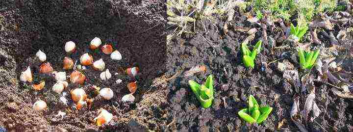 ang mga hyacinth ay nagtatanim at nangangalaga sa bukas na bukid sa taglagas sa Krasnodar