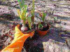 hyacinths planting and care in the open field in the fall in Krasnodar