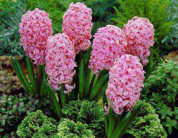 hyacinths planting and care in the open field in the fall in Krasnodar