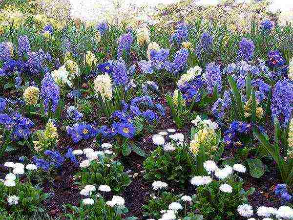 ang mga hyacinth ay nagtatanim at nangangalaga sa bukas na bukid sa taglagas sa Krasnodar