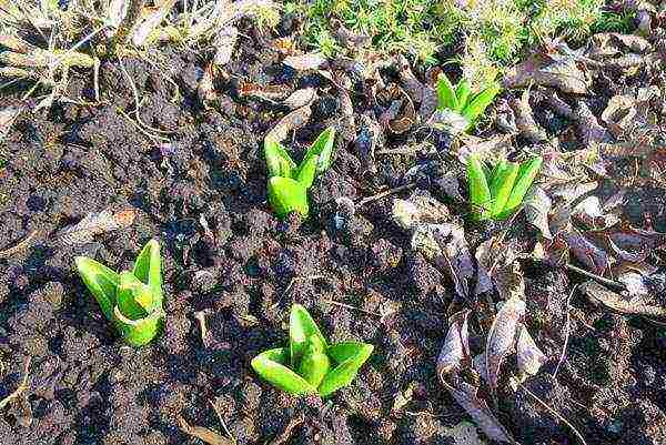 ang mga hyacinth ay nagtatanim at nangangalaga sa bukas na bukid sa taglagas sa Krasnodar