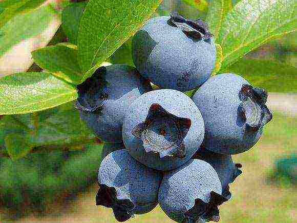 blueberry kung aling iba't ang mas mahusay