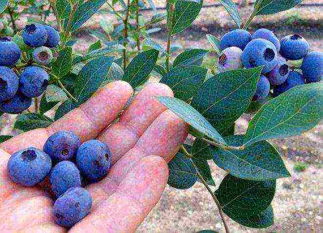 blueberry which variety is better