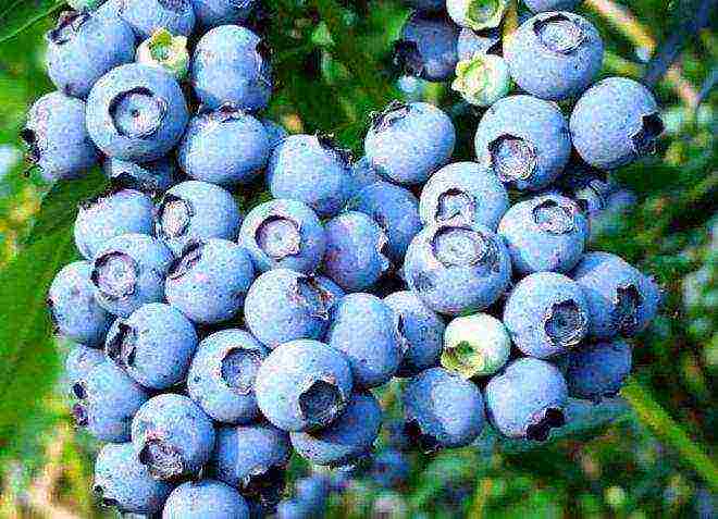 blueberry kung aling iba't ang mas mahusay