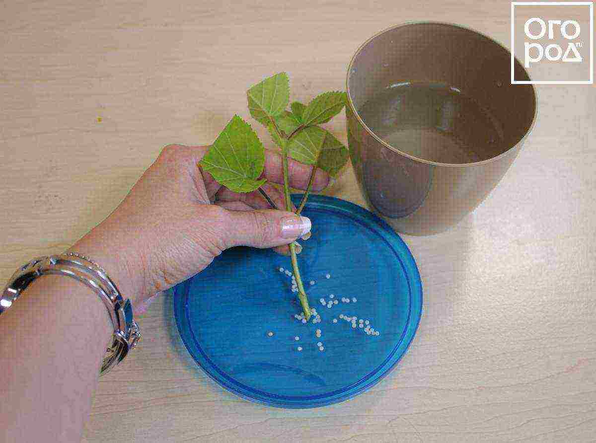 hydrangea from cuttings planting and care in the open field