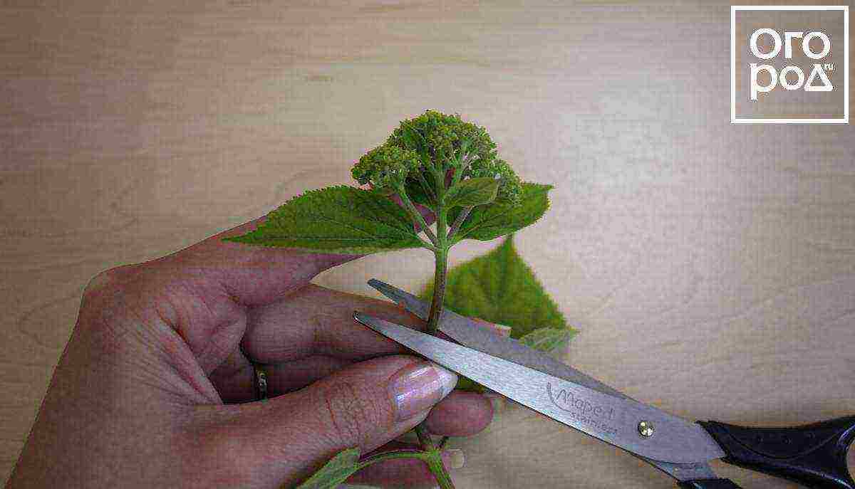 hydrangea from cuttings planting and care in the open field