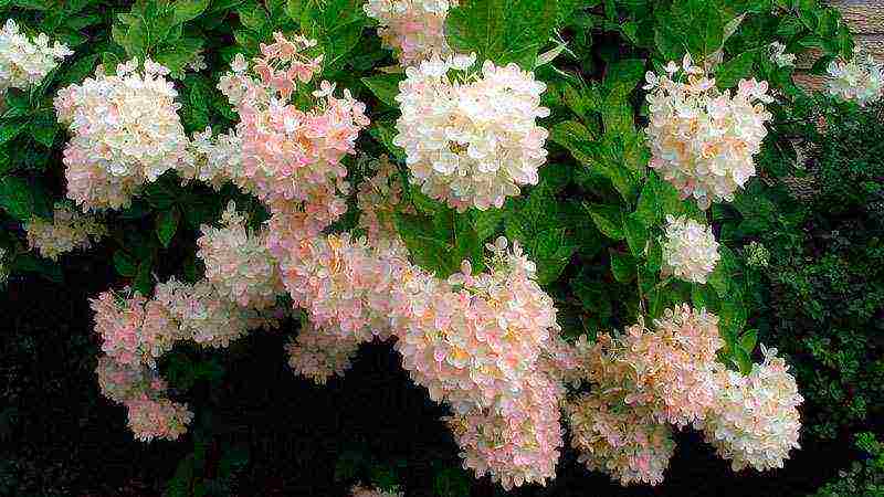 hydrangea paniculate planting and care in the open field in St. Petersburg