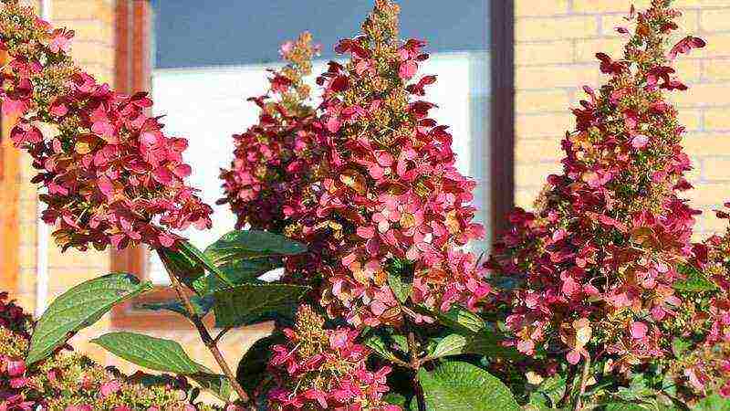 hydrangea paniculate planting and care in the open field in St. Petersburg