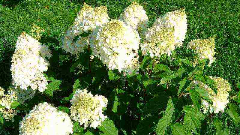 hydrangea pansamantalang pagtatanim at pangangalaga sa bukas na bukid sa St.