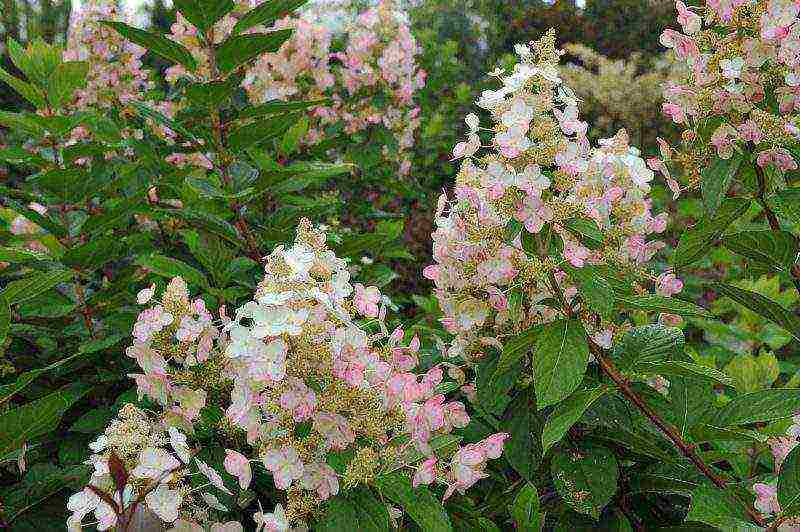 hydrangea pink diamond paniculate planting and care in the open field