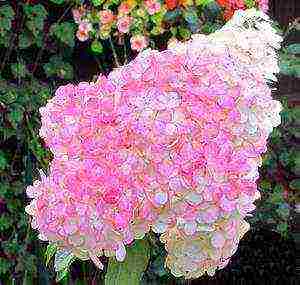 hydrangea pink diamond paniculate planting and care in the open field