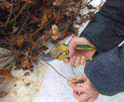 hydrangea garden planting and care in the open field wintering